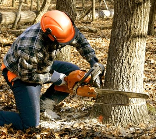 Tree Removal in Miller, SD